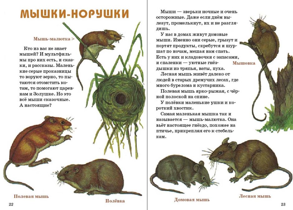 Мышь Малютка гнездо