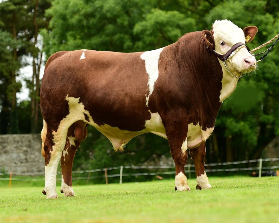 Holstein bull порода
