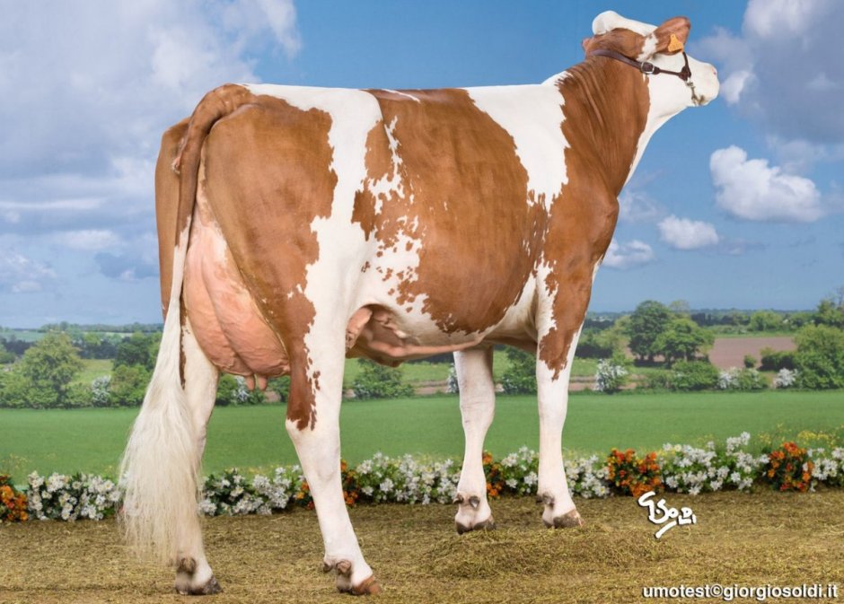 Dairy Cow Side view