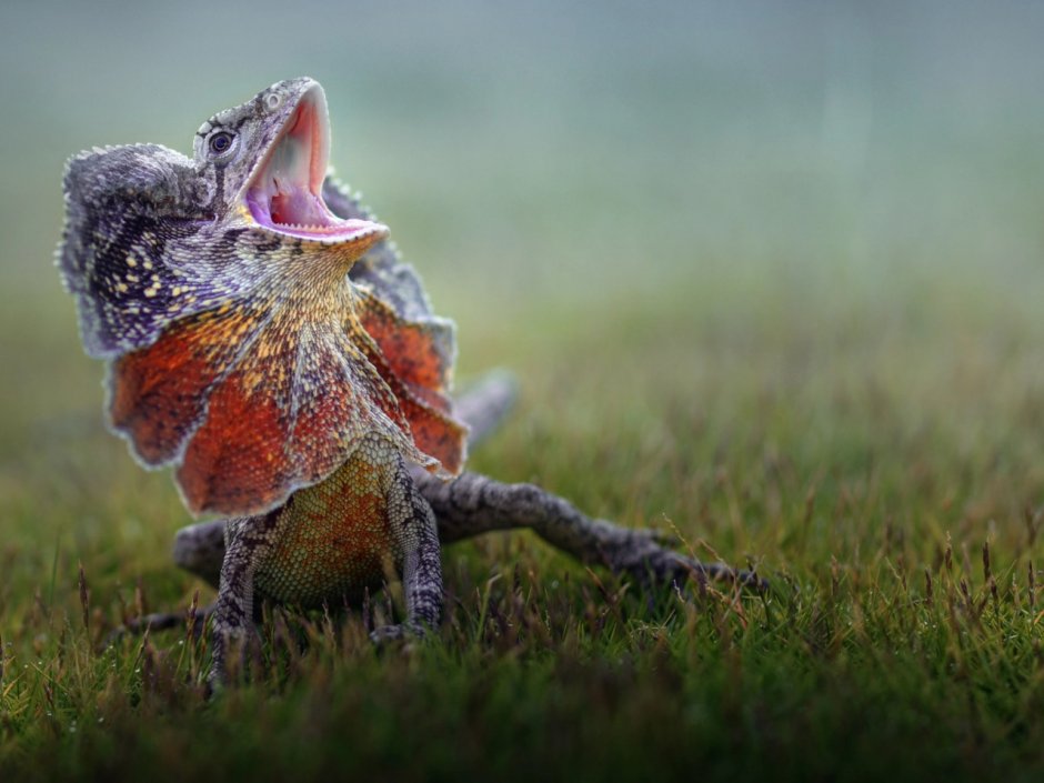 Летающий дракон (Draco volans)