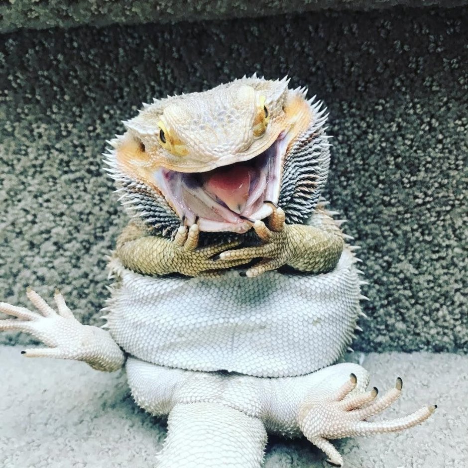 Ящерица Ситана