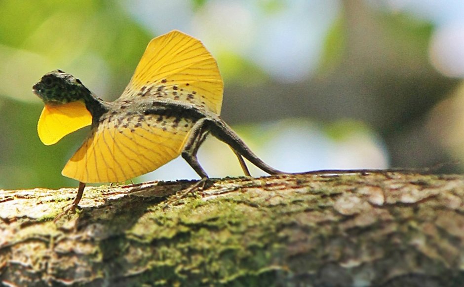 Летучий дракон (Draco volans)
