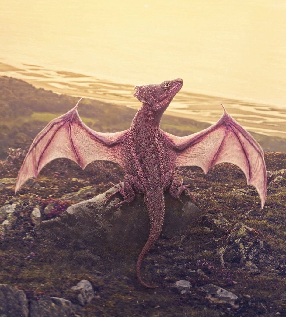Летающий дракон (Draco volans)