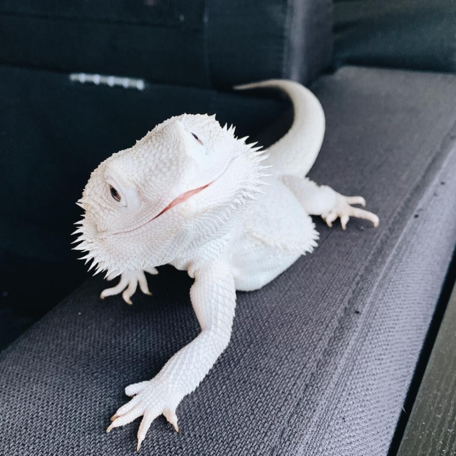 Летающий дракон (Draco volans)