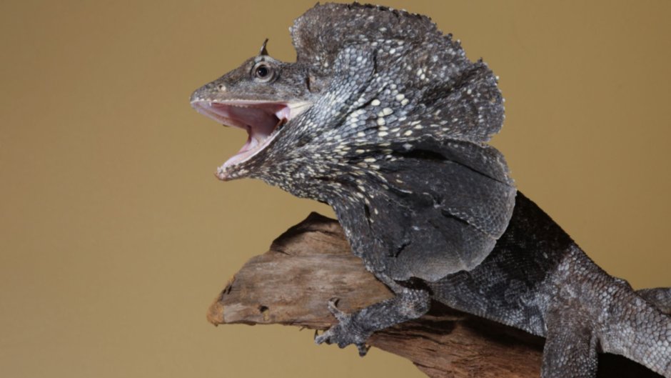 Летучий дракон (Draco volans)