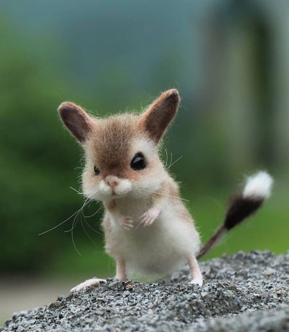 Китайский Длинноухий тушканчик