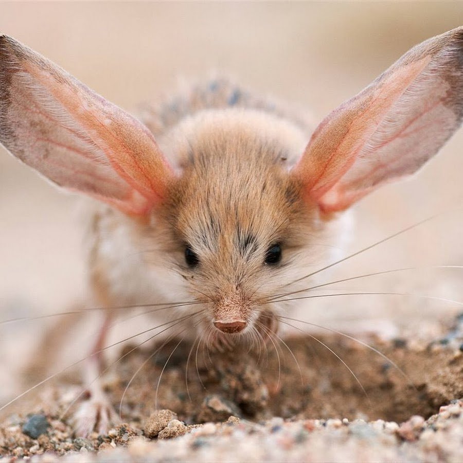 Тушканчик эскиз тату