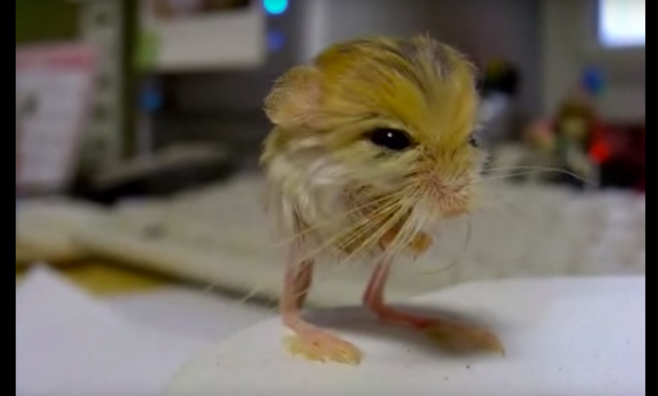 Злой тушканчик