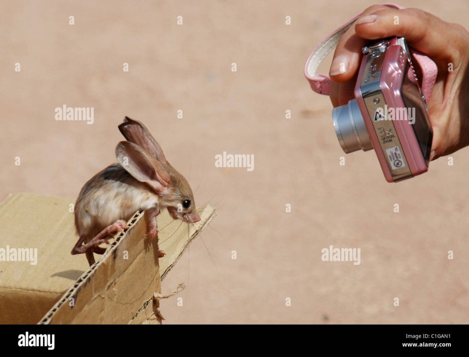 Тушканчик смешной