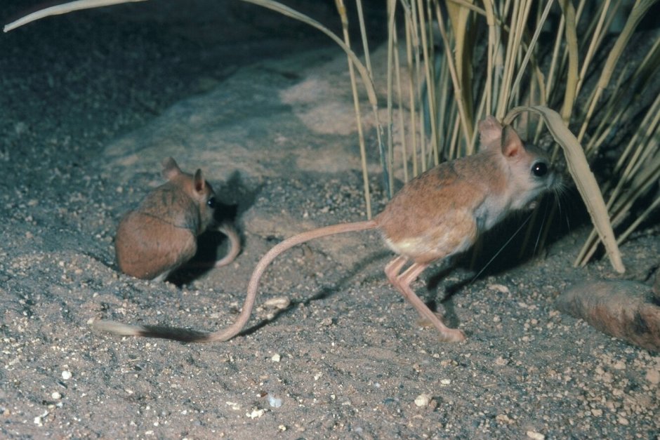 Тушканчик Ставропольского края