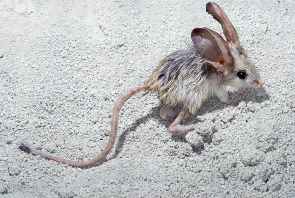 Мохноногий тушканчик