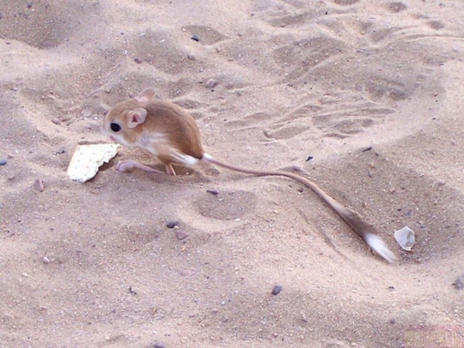 Сумчатый тушканчик