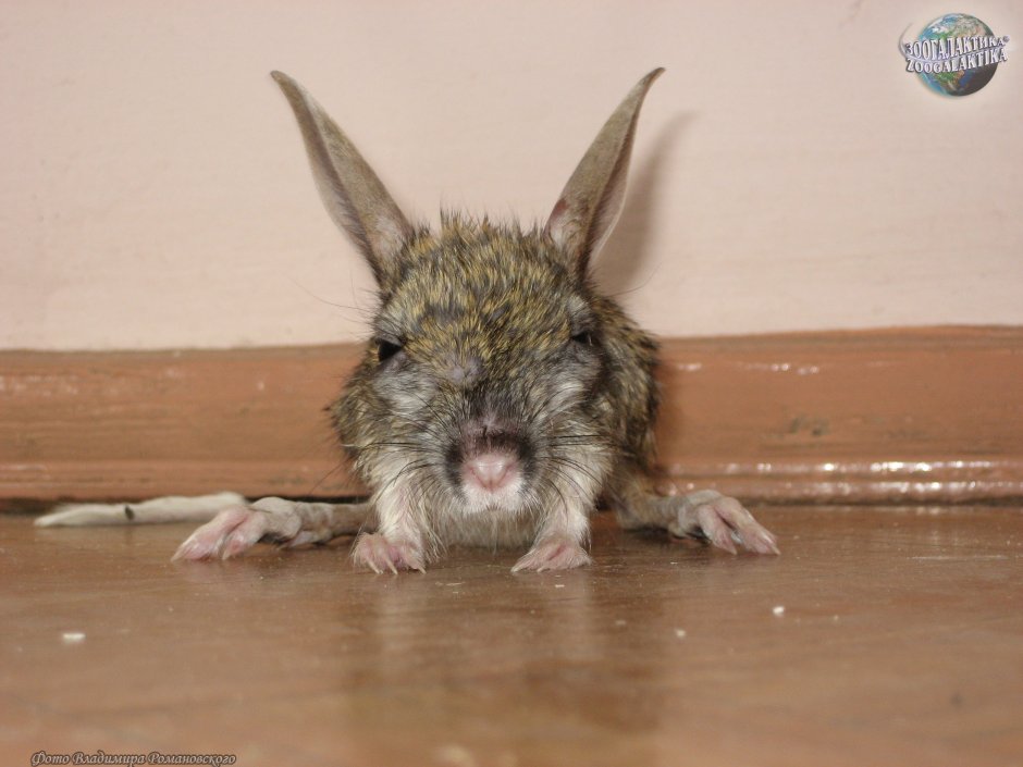 Огромный тушкан