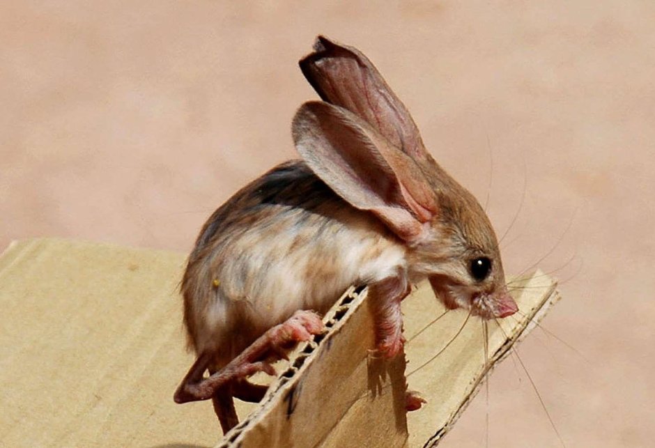 Длинноухий тушканчик