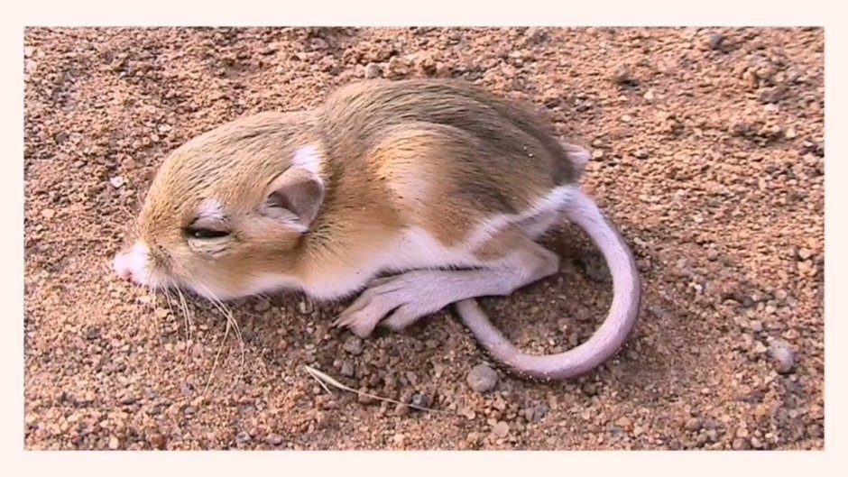 Пустынные кенгуровые крысы