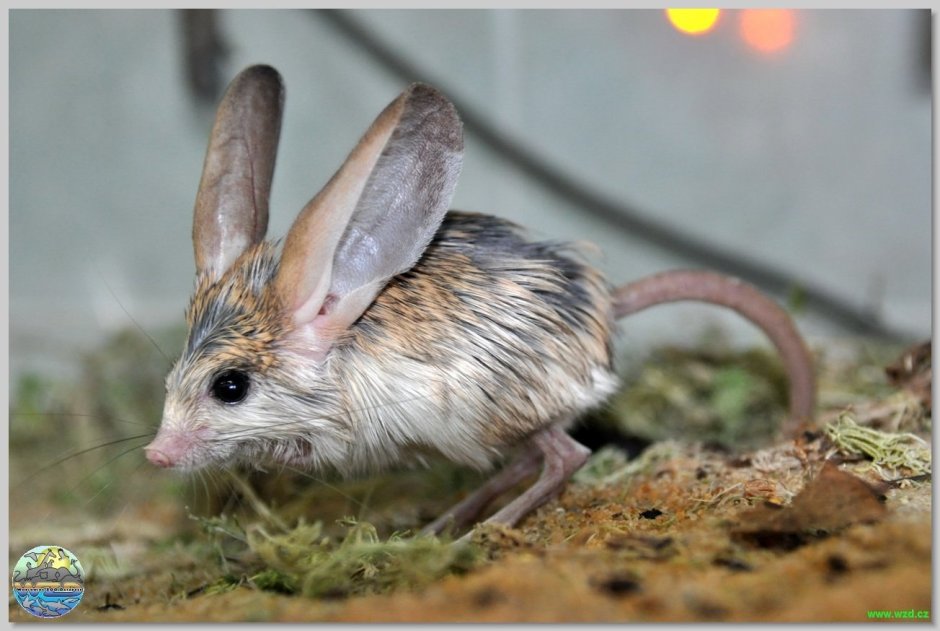 Тушканчик гифка