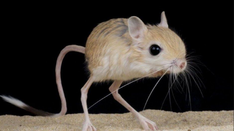 Пустынные кенгуровые крысы