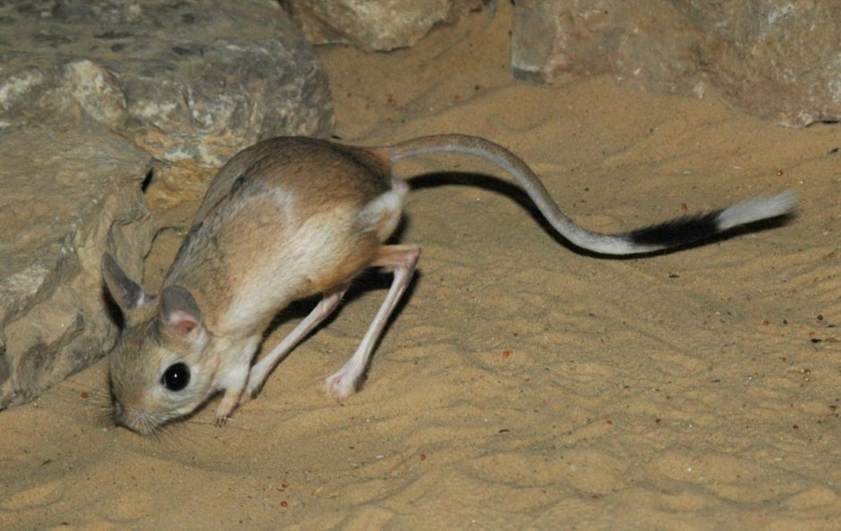 Пикачу живой