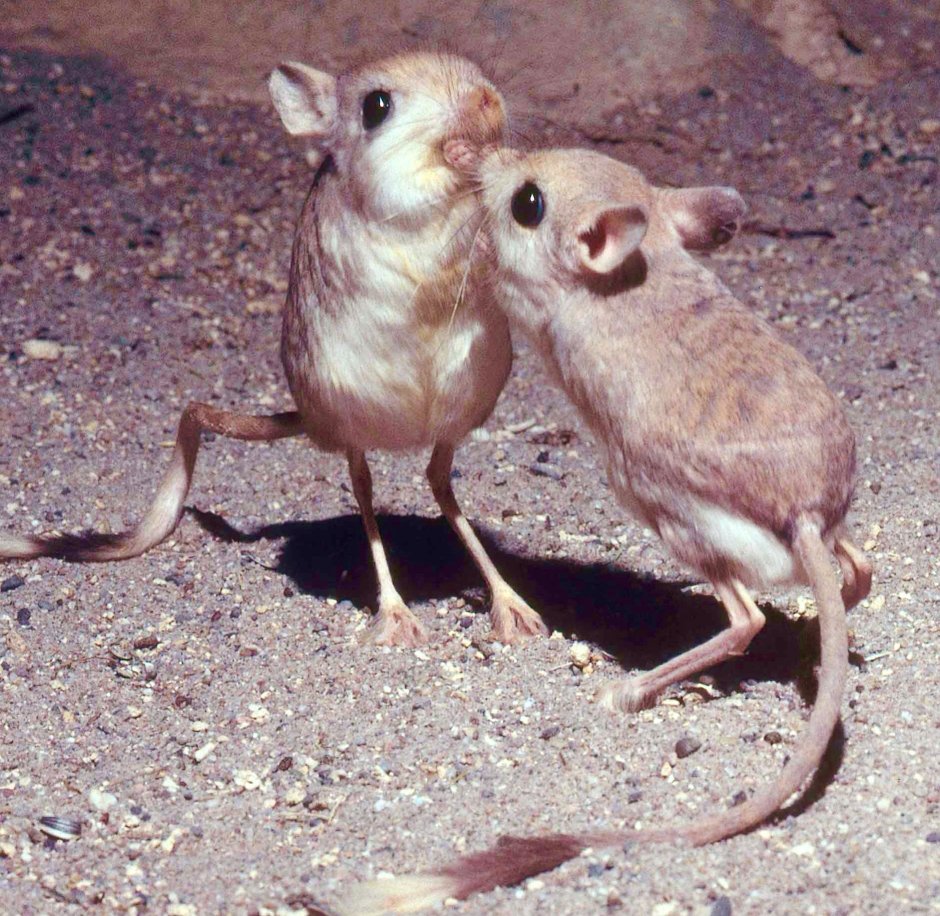 Тушканчик рыцарь