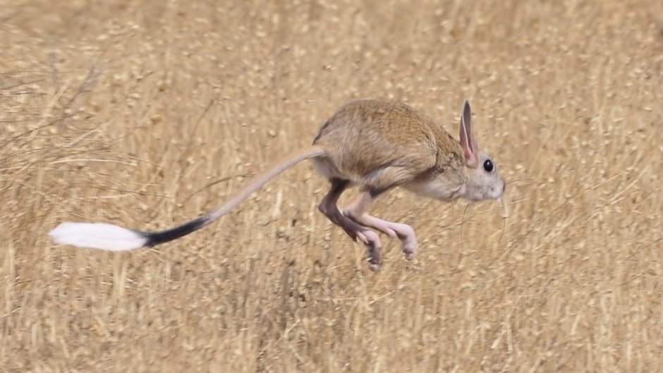 Карликовый трехпалый тушканчик