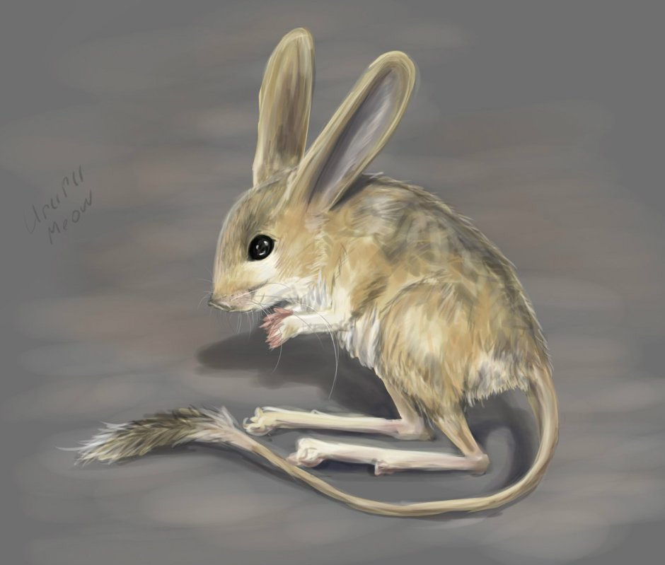 Тушканчик Степной