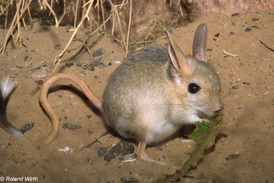 Тушканчик на белом фоне