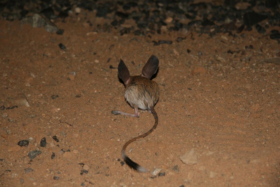 Мышонок арт