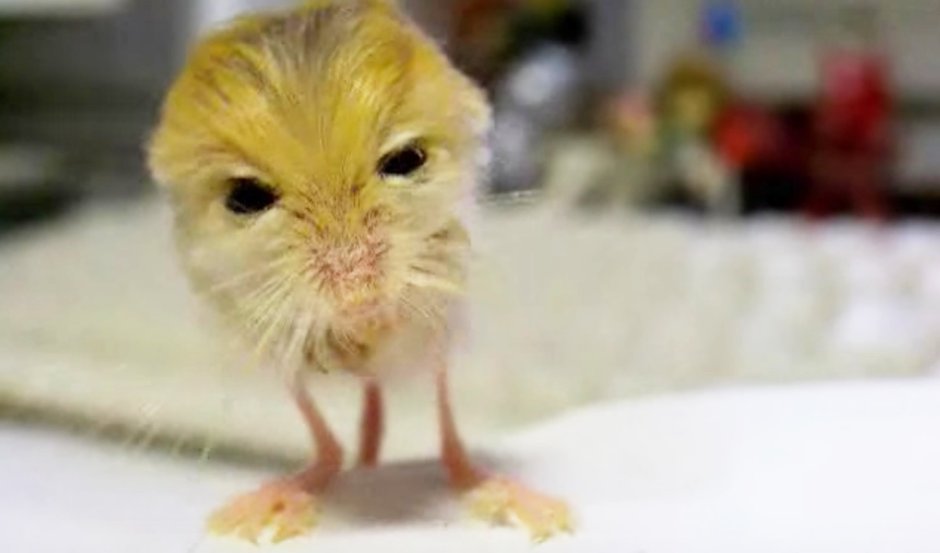 Тушканчик Земляной заяц