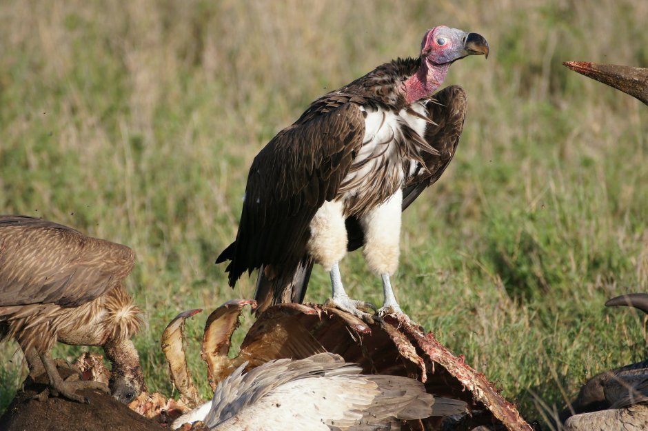 Torgos tracheliotus