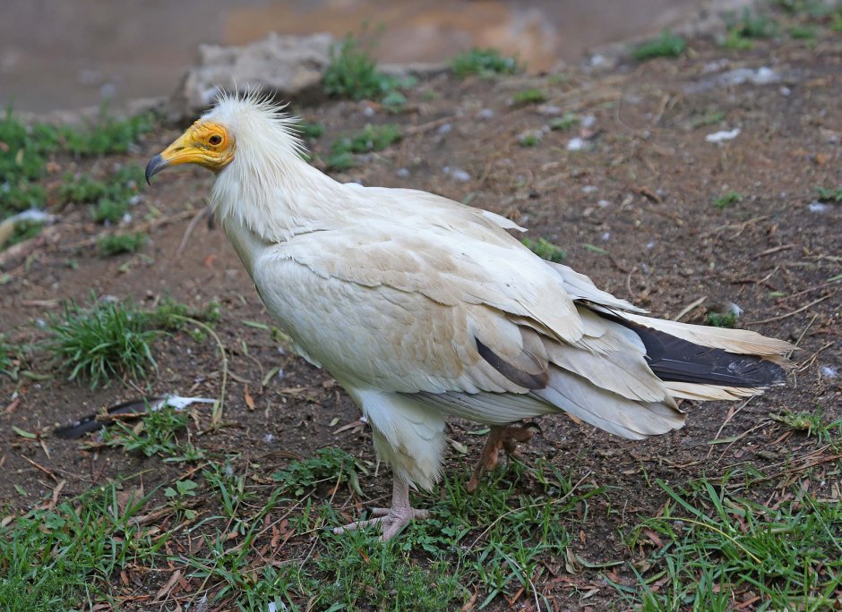 Neophron percnopterus
