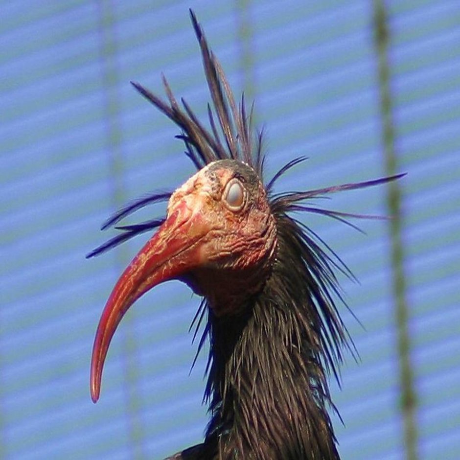 Torgos tracheliotus