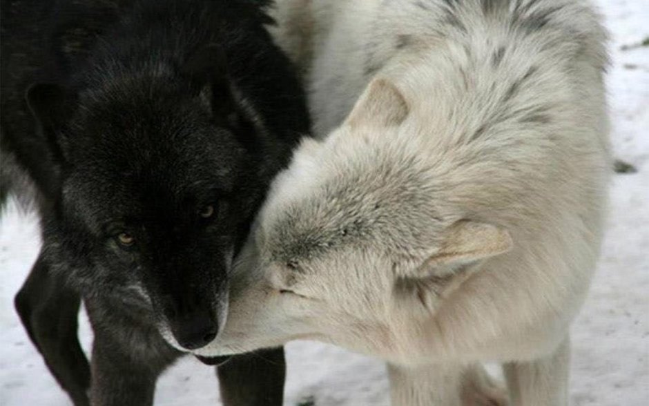 Volk Wolf белый и черный волк