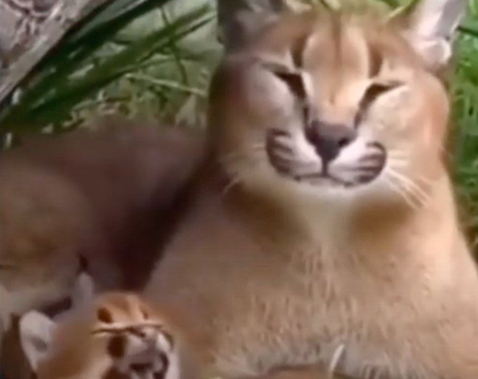 Шлёпа русский кот каракал