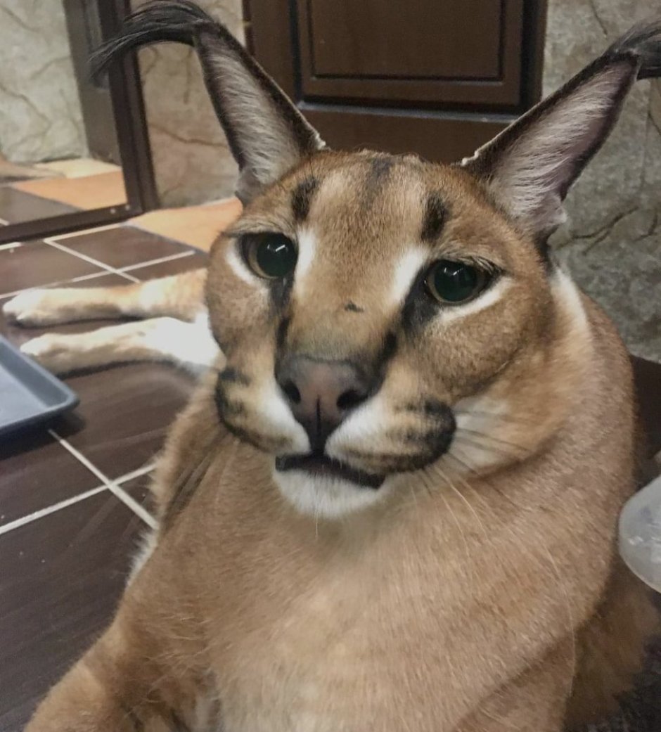 Шлёпа русский кот каракал