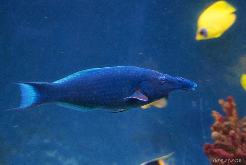 Gomphosus caeruleus