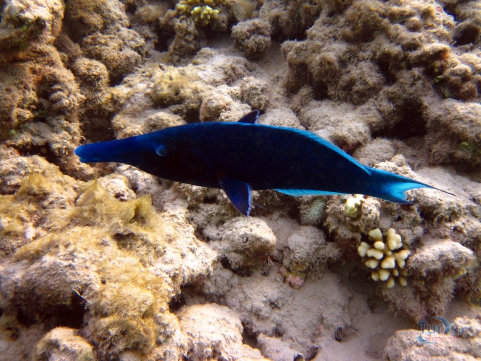 Клюворыл Ziphius cavirostris