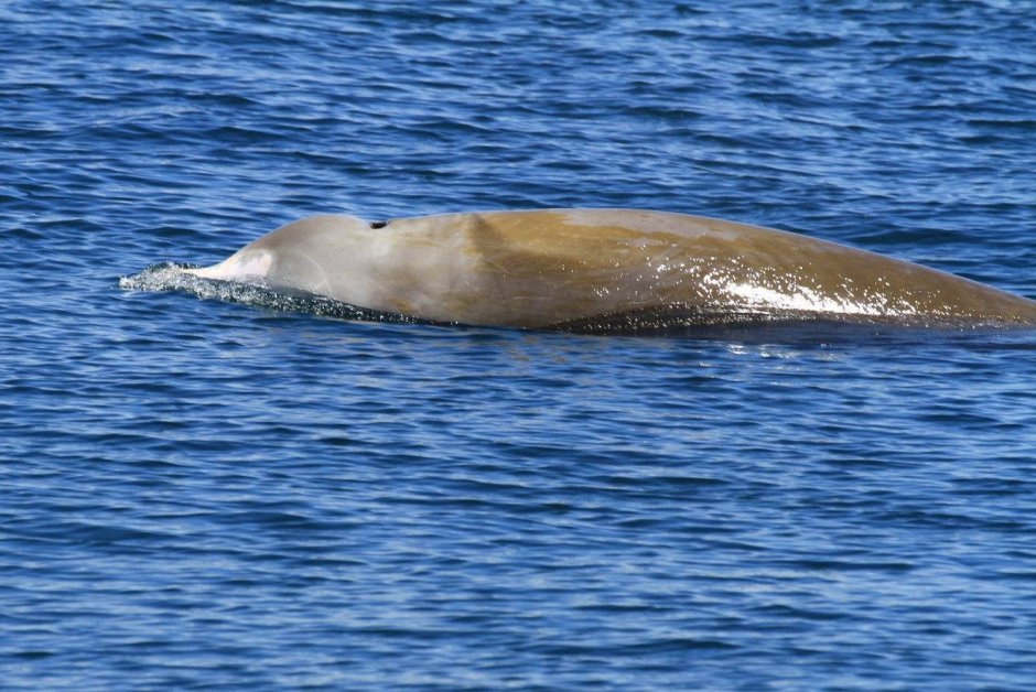 Клюворыл окунь в воде
