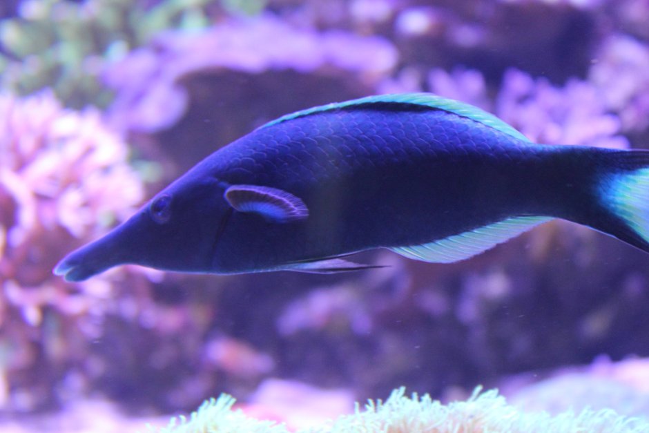 Клюворыл Ziphius cavirostris