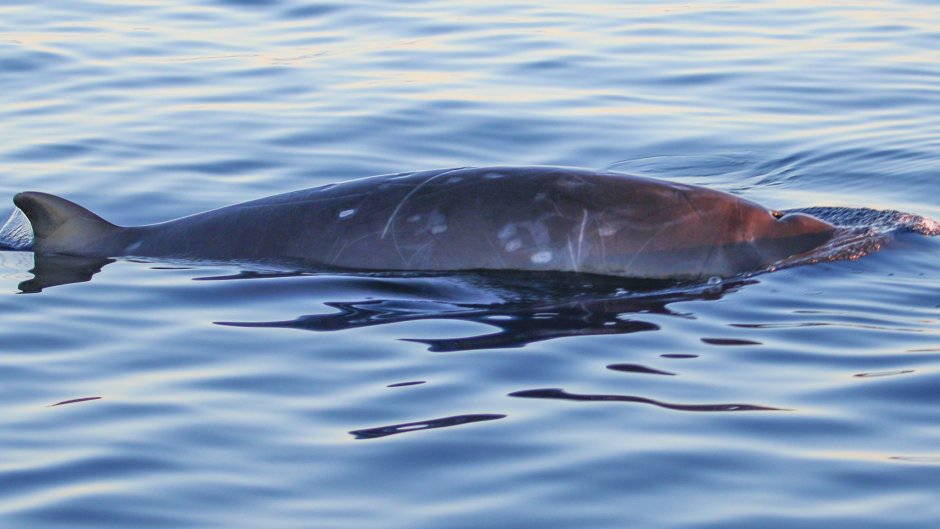 Gomphosus caeruleus