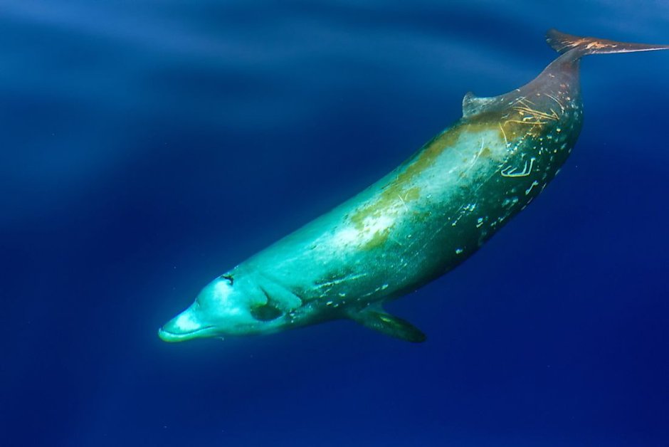 Cuvier's beaked Whale Goose-beaked Whale Ziphius cavirostris
