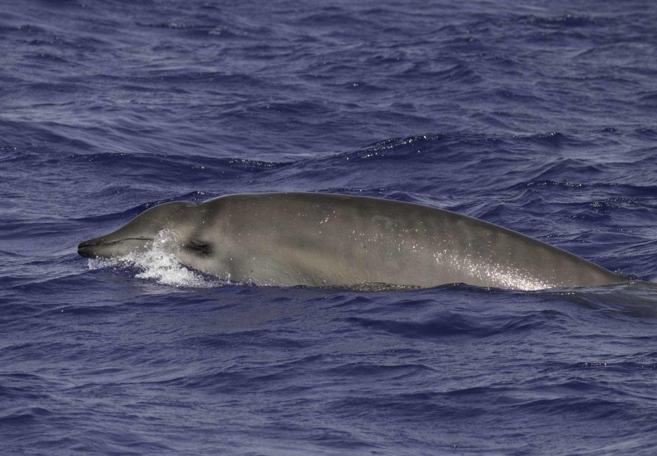 Cuvier beaked Whale