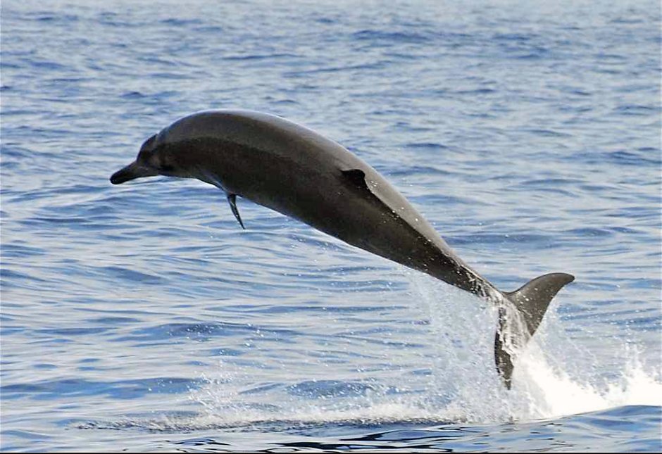 Cuvier's beaked Whale Dive
