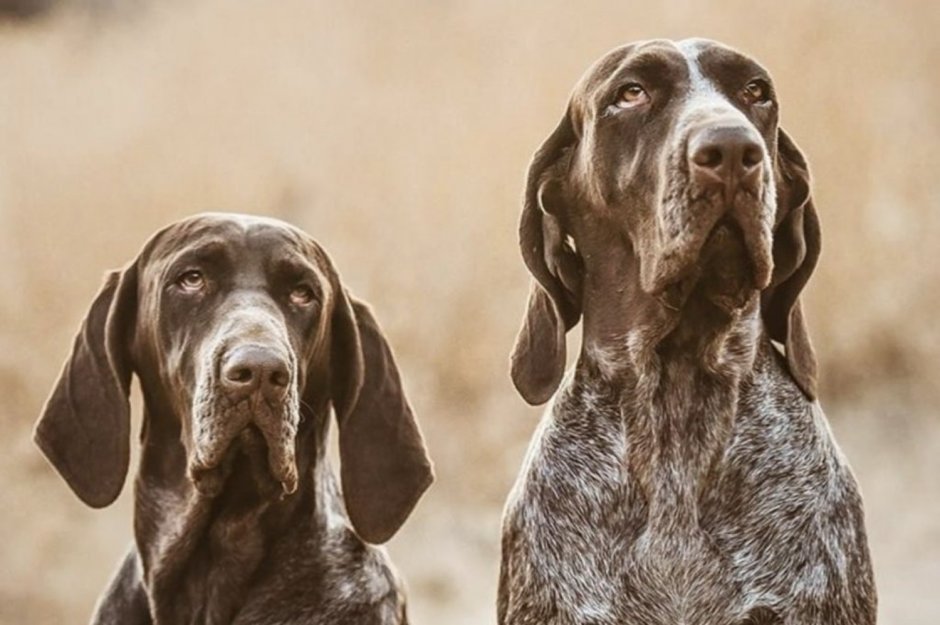 German Shorthair Diet