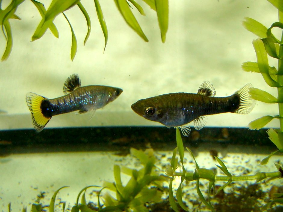 Лимия чернополосая ( Limia nigrofasciata )