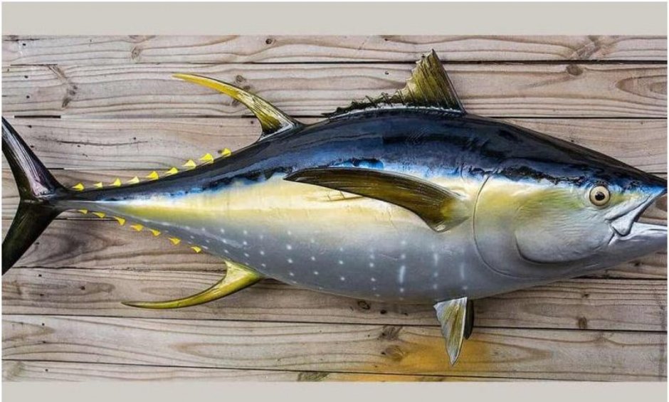 Тунец Yellowfin
