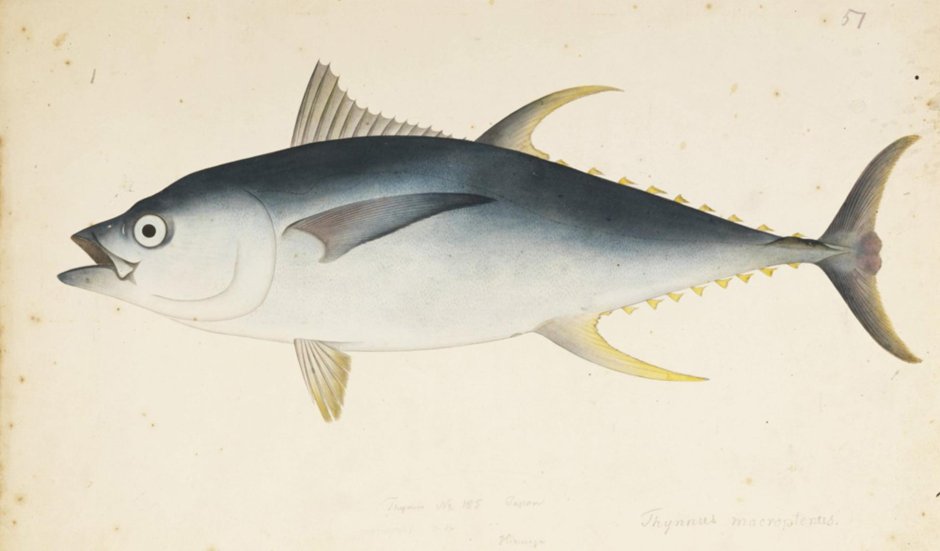 Thunnus Albacares