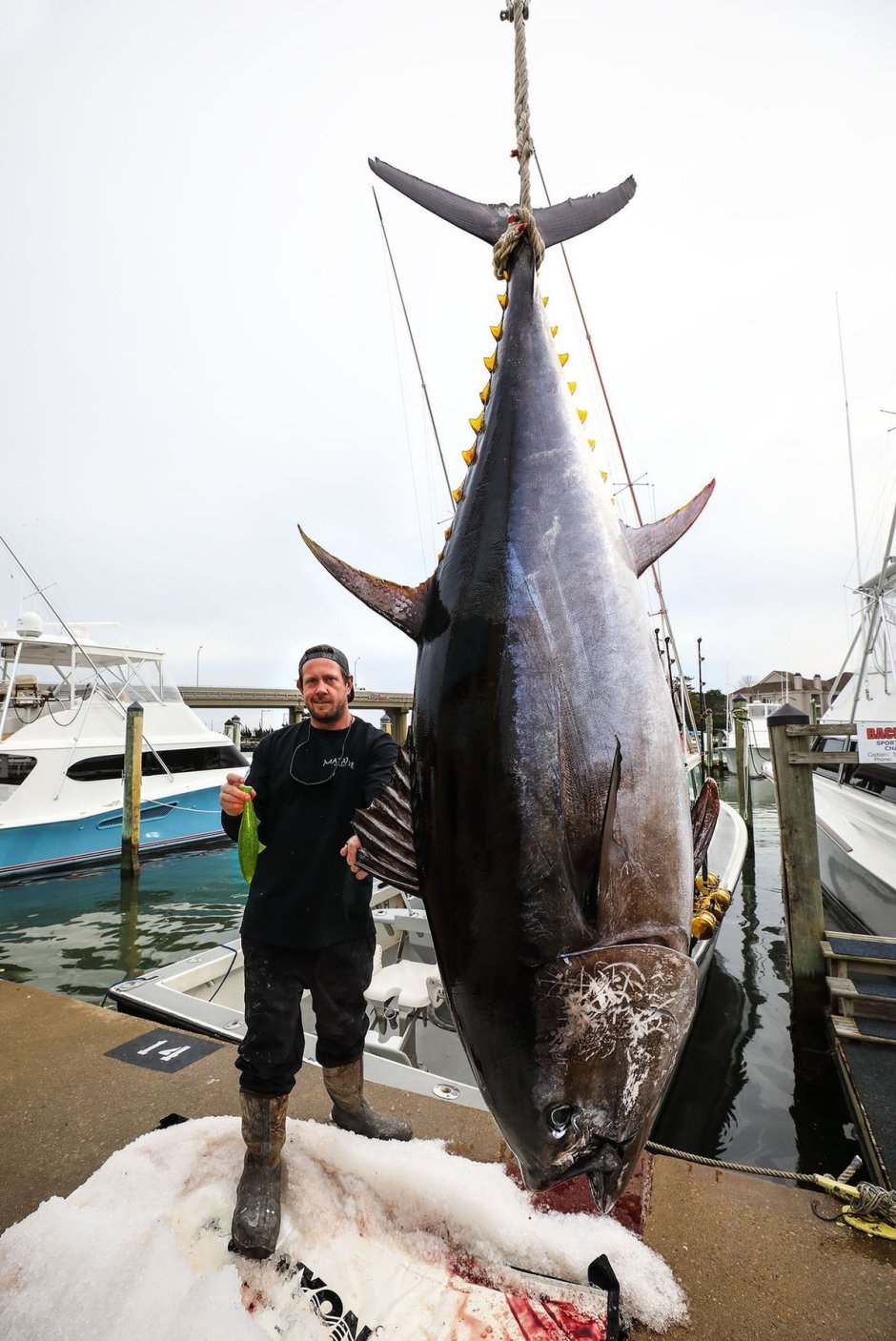 Тунец Bluefin
