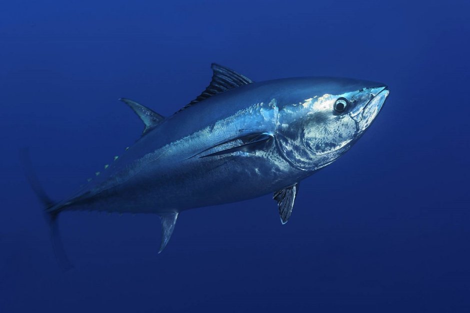Тунец Bluefin