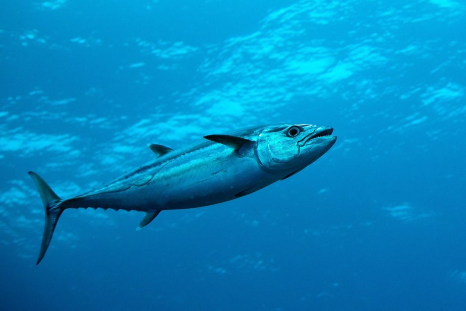 Тунец Bluefin и Yellowfin