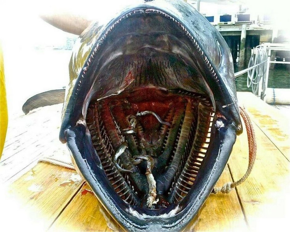 Тунец зубы